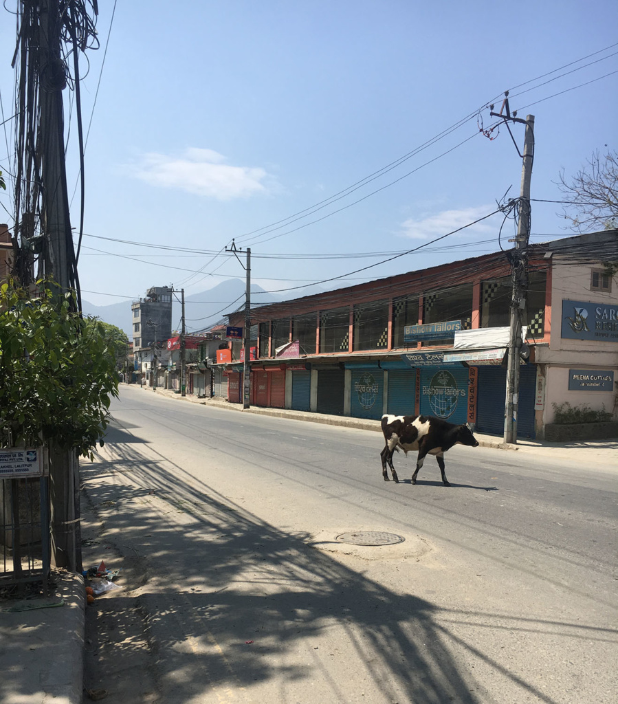 Lehmä autiolla kadulla Nepalissa