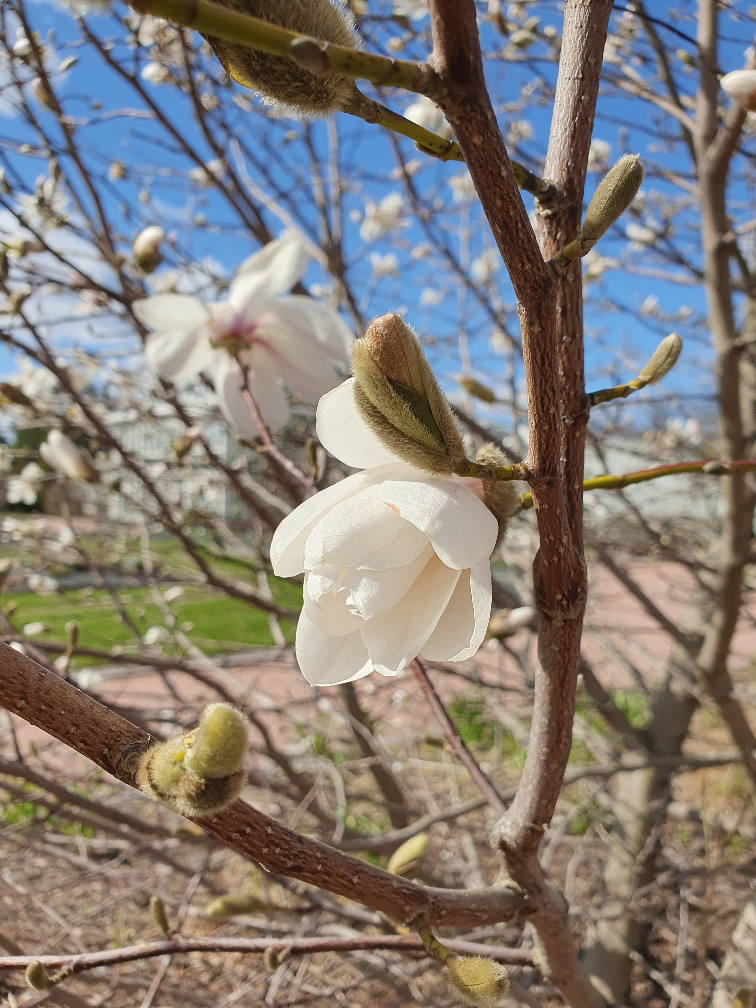 kukkiva magnolia