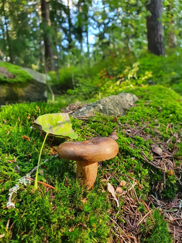 ruskea sieni metsässä