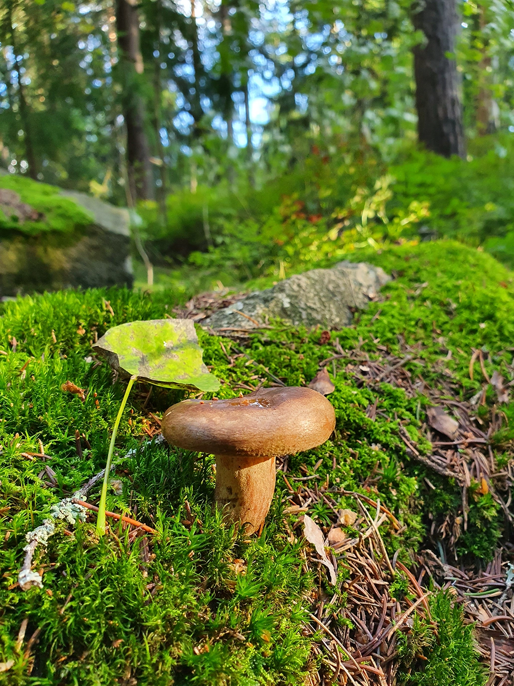 ruskea sieni metsässä
